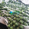 Xốp lót dưa hấu